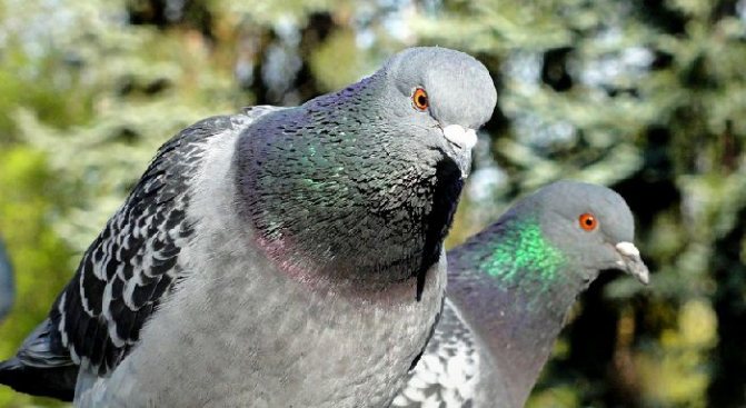 Сизые голуби. Самец (слева) и самка (справа). На этой фотографии хорошо заметен высокий лоб у голубя и покатый у голубки.