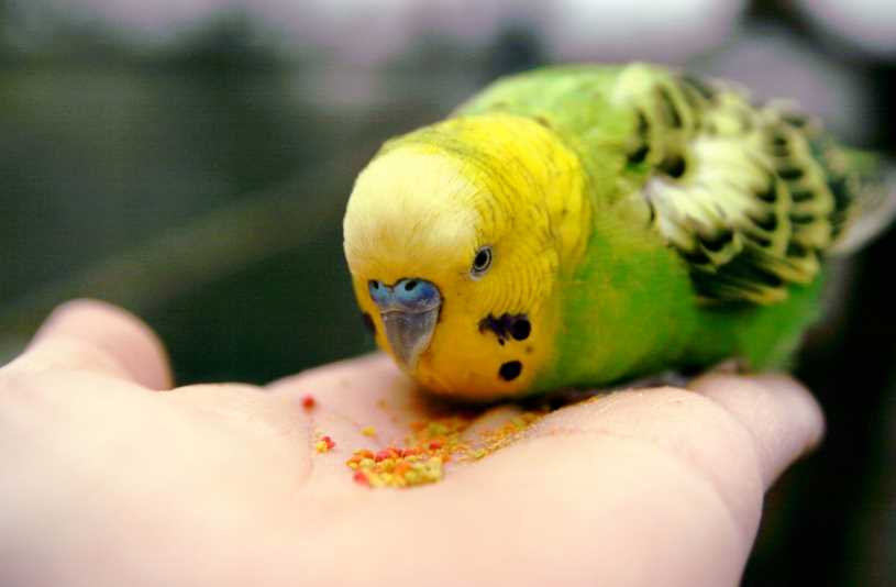 сколько попугаи могут прожить без еды