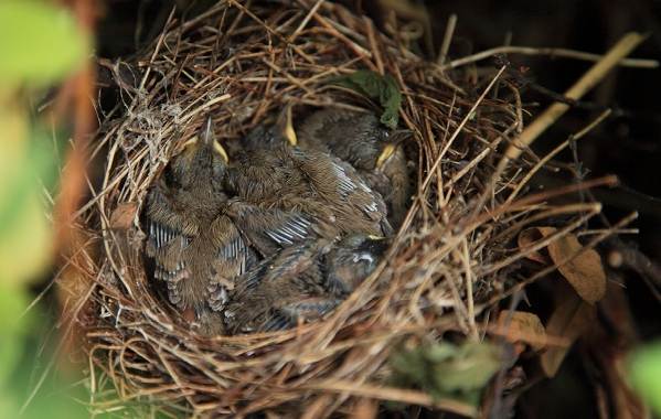 Славка-птица-Описание-особенности-виды-образ-жизни-и-среда-обитания-славки-20