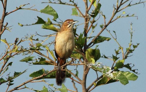Славка-птица-Описание-особенности-виды-образ-жизни-и-среда-обитания-славки-15