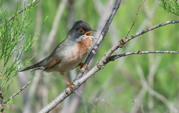 Славка-птица-Описание-особенности-виды-образ-жизни-и-среда-обитания-славки-8