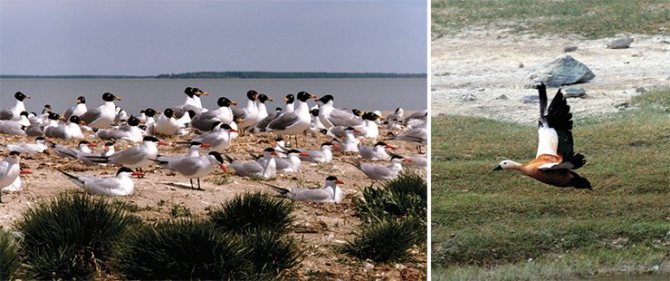 Слева: гнездовая колония чеграв (Hydroprogne caspia). Справа: Огарь, красная утка (Tadorna ferruginea), оз. Чаны