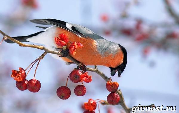 Снегирь-птица-Образ-жизни-и-среда-обитания-снегиря-5