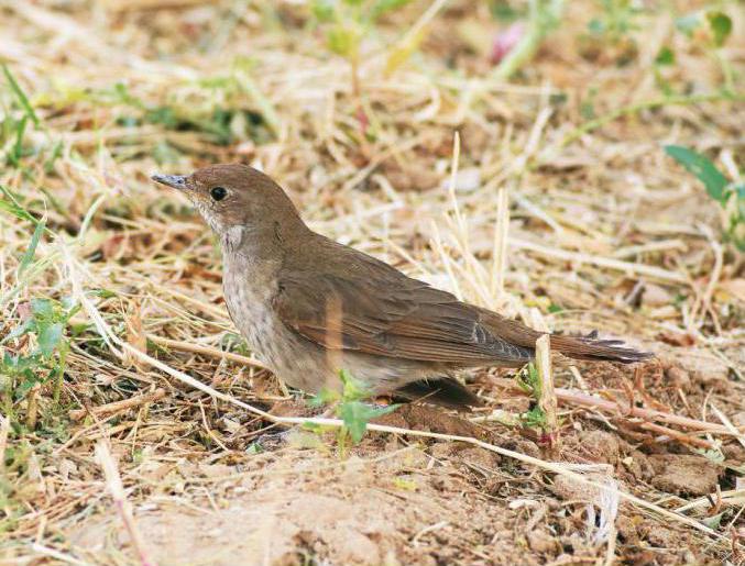 соловей весной