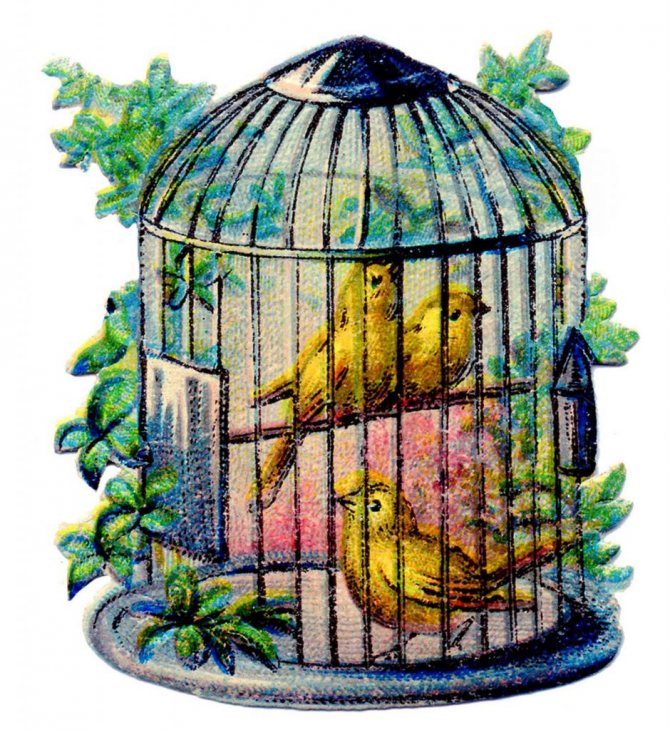 сонник три птицы в клетке