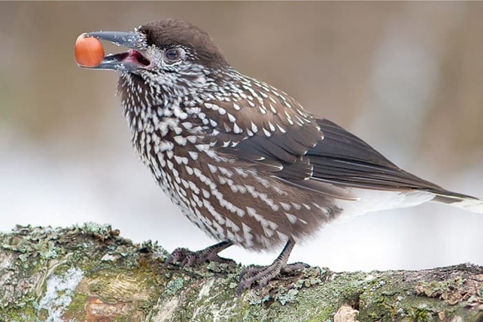 Сообщение о кедровке - описание, среда обитания и интересные факты о птице