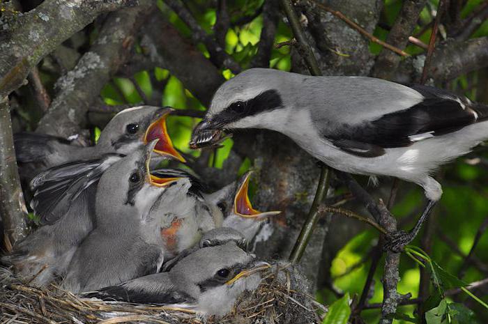 Сорокопут серый: жизнь птицы, места обитания, интересные факты