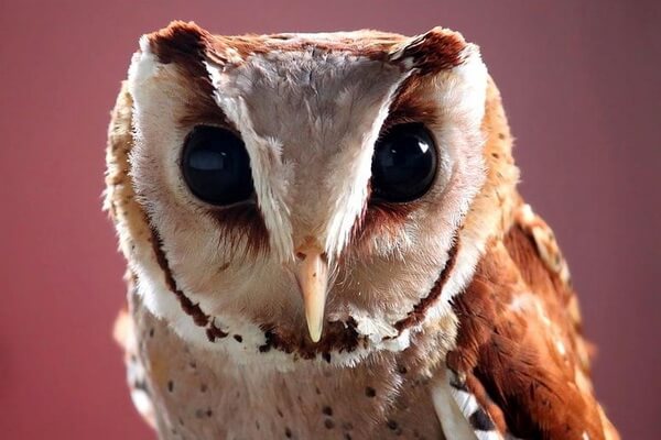 Совы с белой мордочкой - Масковые сипухи