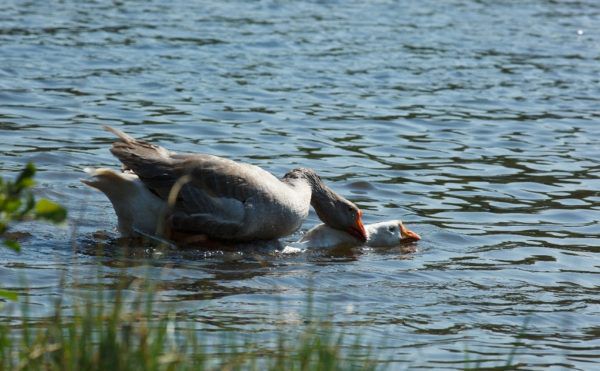 Спаривание гусей в водоеме