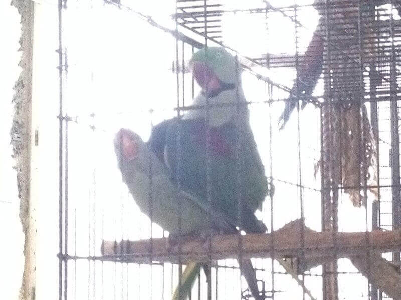 Спаривание самца и самки александрийских попугаев
