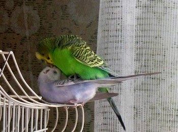 Спаривание волнистых попугаев