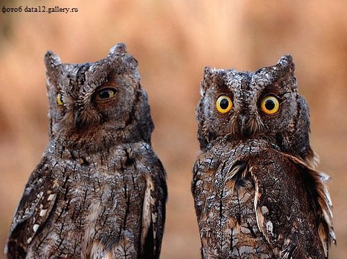 Сплюшка фото (Otus scops)