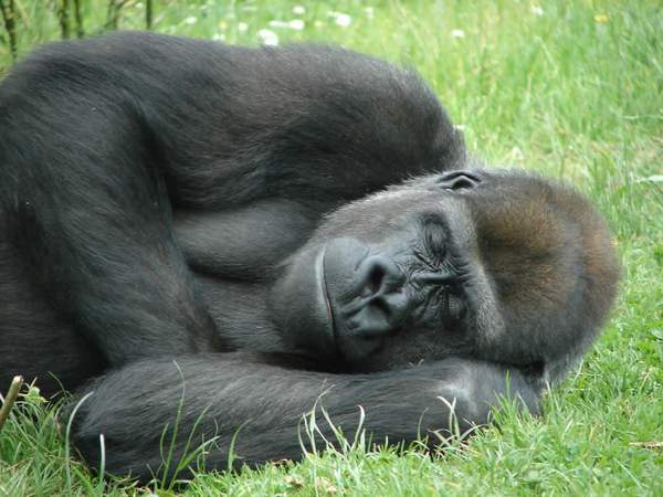 спящая горилла