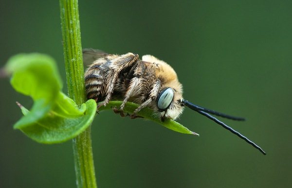 спящая пчела