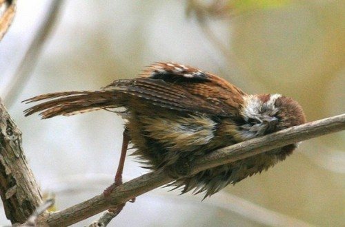 спящая птица