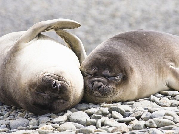 спящие тюлени