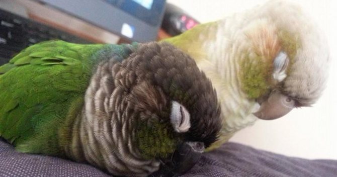 Спящий попугай