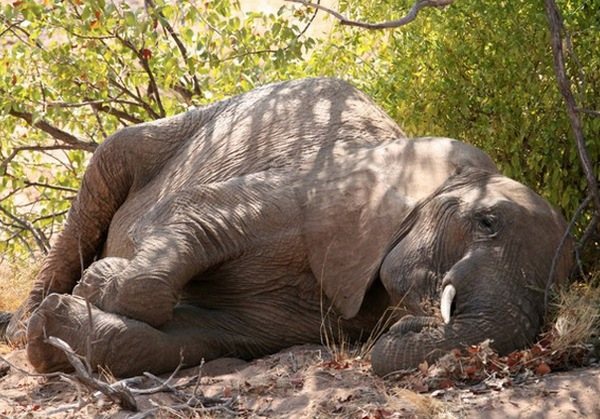 спящий слон