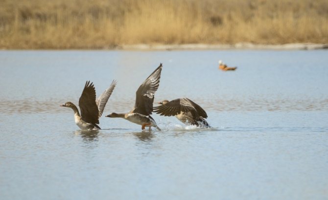 Среда обитания гуменника