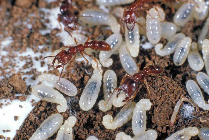 стадии развития муравья фото