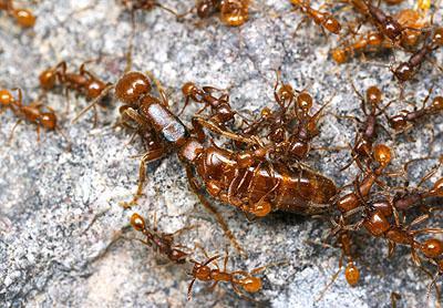 стадии развития муравья яйцо личинка взрослое насекомое