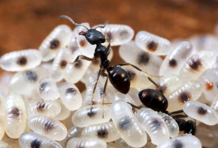 стадия развития муравья яйцо личинка