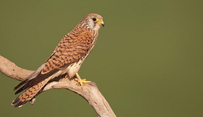 Степная пустельга (Falco naumanni) фото