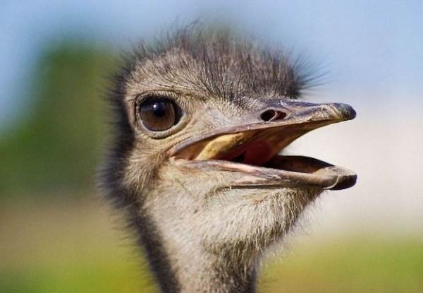Страус-эму-птица-Описание-особенности-образ-жизни-и-среда-обитания-эму-4