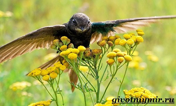 Стриж-птица-Образ-жизни-и-среда-обитания-стрижа-12