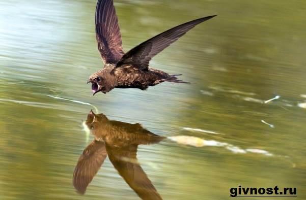 Стриж-птица-Образ-жизни-и-среда-обитания-стрижей-4
