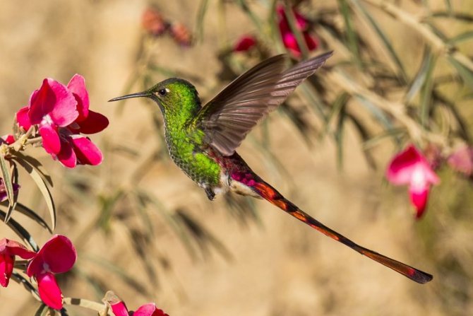 Своеобразная манера передвижения колибри