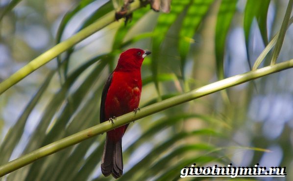 Танагра-птица-Образ-жизни-и-среда-обитания-птицы-танагра-16
