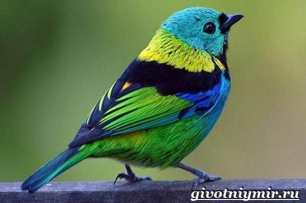 Танагра-птица-Образ-жизни-и-среда-обитания-птицы-танагра-5