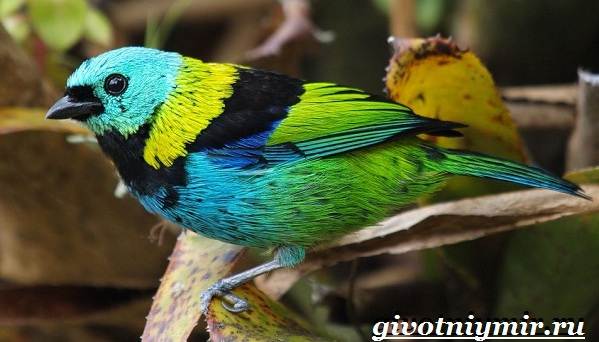 Танагра-птица-Образ-жизни-и-среда-обитания-птицы-танагра-7