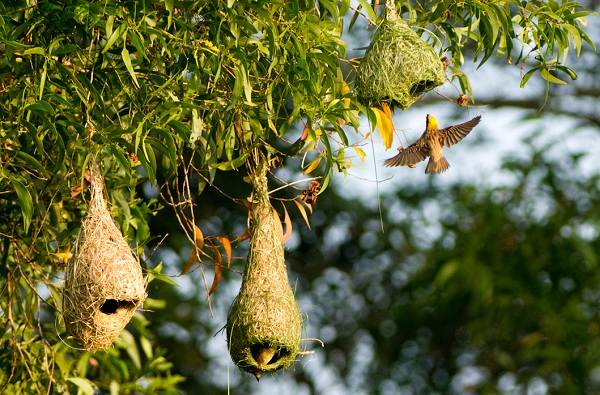 Ткачик-птица-Описание-особенности-виды-образ-жизни-и-среда-обитания-ткачика-11