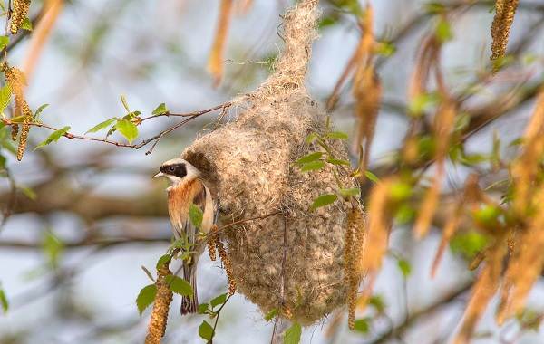 Ткачик-птица-Описание-особенности-виды-образ-жизни-и-среда-обитания-ткачика-18