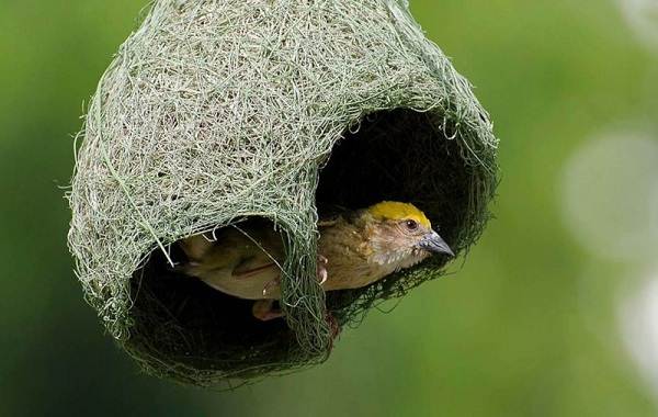 Ткачик-птица-Описание-особенности-виды-образ-жизни-и-среда-обитания-ткачика-7