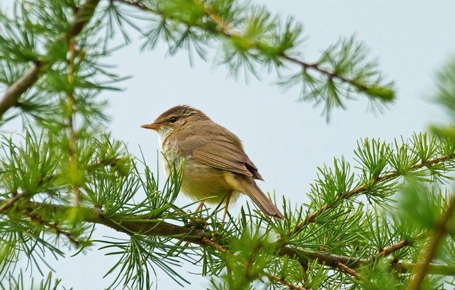 Толстоклювка