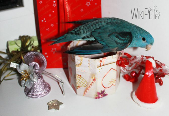 Толстоклювый попугай Катерины среди подарков