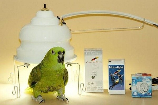 Требования к лампам для попугаев