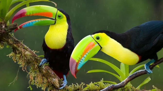 Туканы - птицы, обитающие в Южной америке