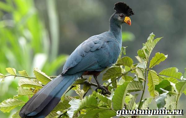 Турако-птица-Образ-жизни-и-среда-обитания-птицы-турако-1