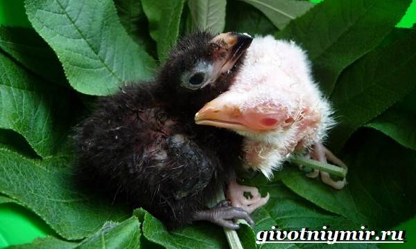 Турако-птица-Образ-жизни-и-среда-обитания-птицы-турако-10