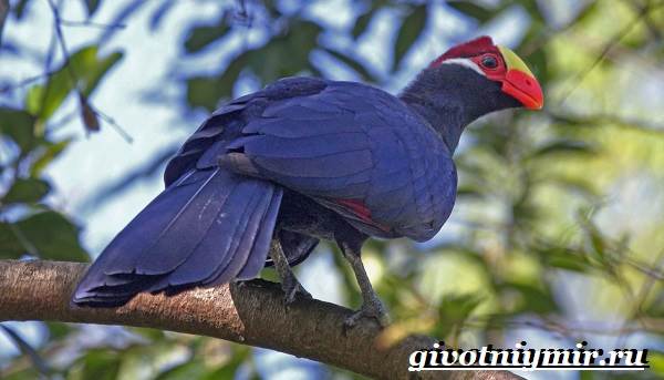 Турако-птица-Образ-жизни-и-среда-обитания-птицы-турако-2