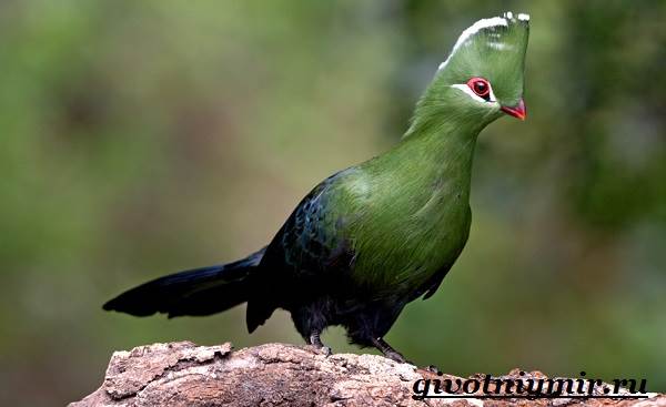 Турако-птица-Образ-жизни-и-среда-обитания-птицы-турако-3