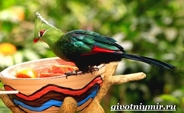 Турако-птица-Образ-жизни-и-среда-обитания-птицы-турако-4
