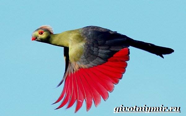 Турако-птица-Образ-жизни-и-среда-обитания-птицы-турако-7