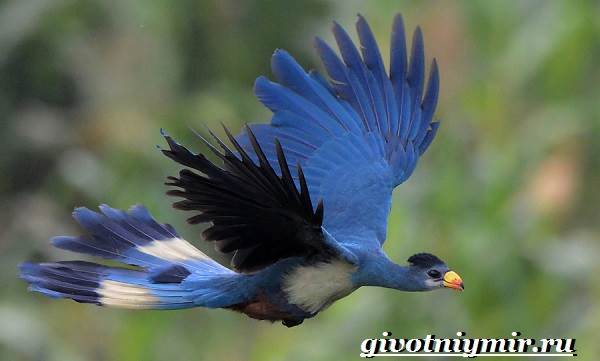 Турако-птица-Образ-жизни-и-среда-обитания-птицы-турако-8