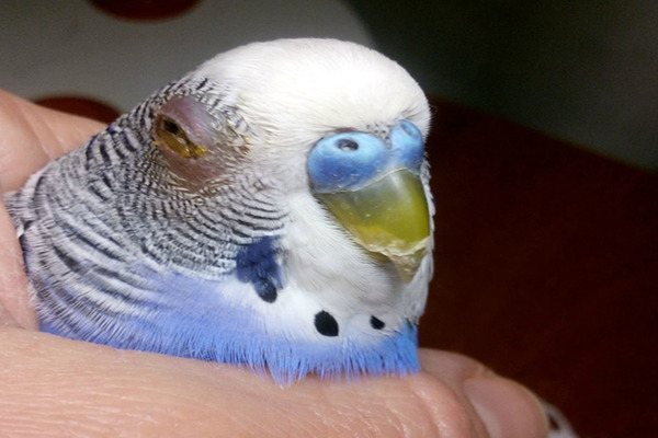 У попугая опухоль глаза