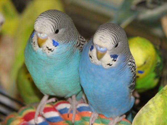 У волнистых попугаев-мальчиков восковица голубая или синяя